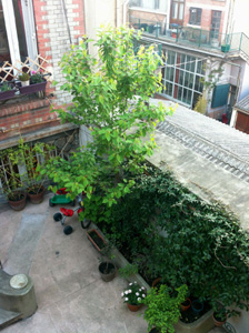 cour-1_300.jpg